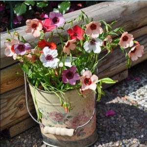 Linum Tricolore Mix Colourful Flax Seeds -  Linum Grandiflorum -  Fleur Seeds -  Flax charmer -  Lin - Flax Seeds  - Flowers -  Grandiflorum