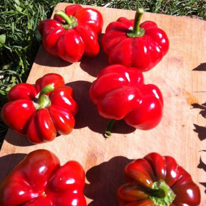 Capsicum 40 Seeds HEIRLOOM vegetable garden GREEN RED YELLOW WHITE bell pepper Capsicum 40 Seeds HEIRLOOM vegetable garden GREEN RED YELLOW WHITE bell pepper