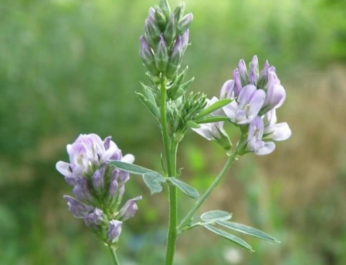 Fenugreek Seeds Herb Seeds Blue Fenugreek Seeds Methi Etsy