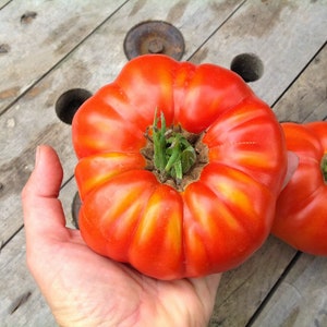 Rare Tomato Siberian Early - Russian Heirloom - Vegetable Seeds
