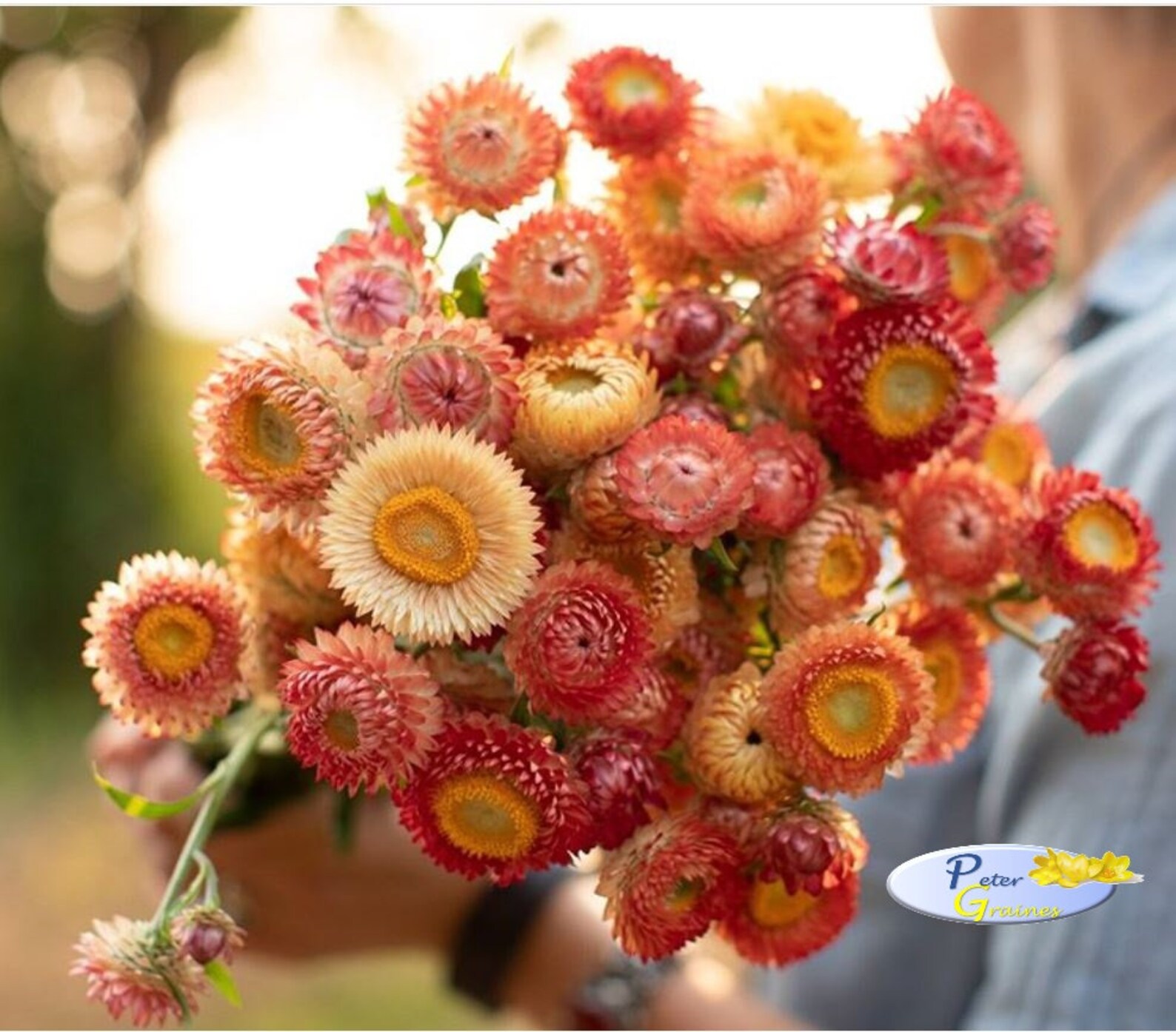 Strawflower Mix Seeds Helichrysum Bracteatum Annual Flower Etsy