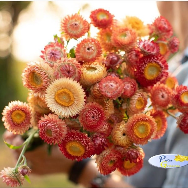 Strawflower Mix Seeds- Helichrysum bracteatum - Annual Flower