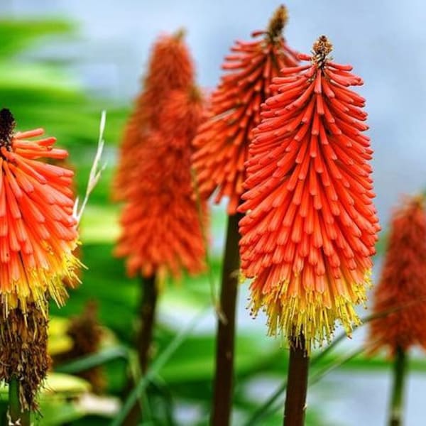 Red Hot Pocker Seeds - Torch Lily - Tritoma Seeds - Kniphofia uvaria - Perennial Flower