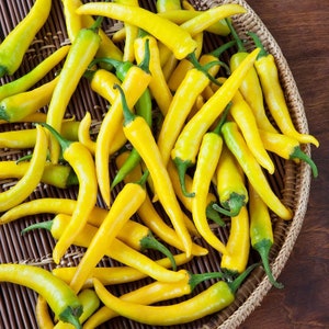 Hot Chili Pepper Zoloty Rog Golden Horn Seeds Organically Grown Rare Heirloom