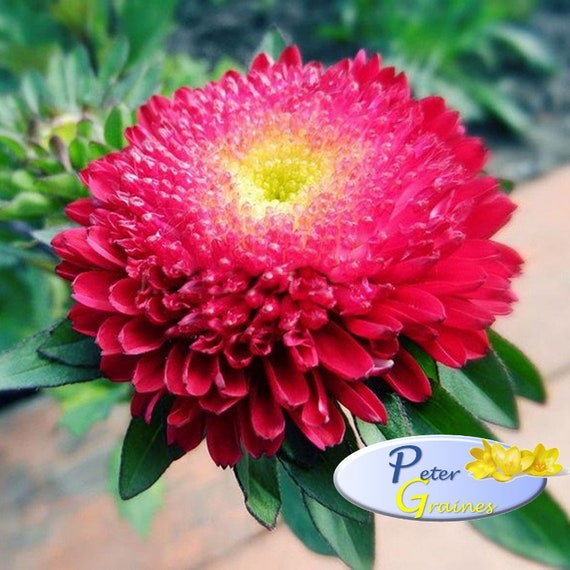 Callistephus chinensis Annual Flower Seeds Aster King Size Red Callistephus chinensis Annual Flower Seeds Aster King Size Red