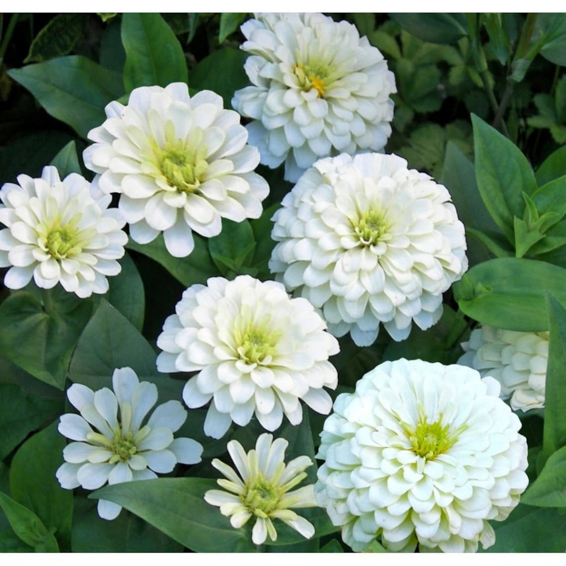 White Zinnia Seeds Zinnia Dwarf Zinnia Elegans Annual Etsy UK