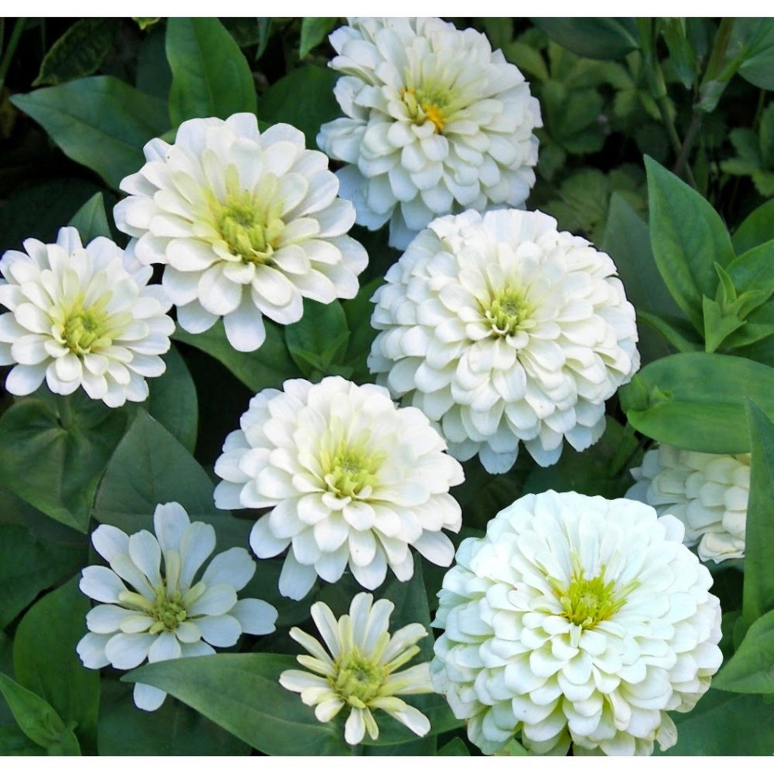 White Zinnia Seeds Zinnia Dwarf Zinnia Elegans Annual Etsy UK