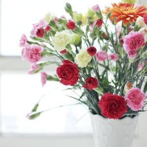 Nelke Chabaud mix - Nelke Pink Grenadin Double Mix Samen - Dianthus caryophyllus - Biennale Blume