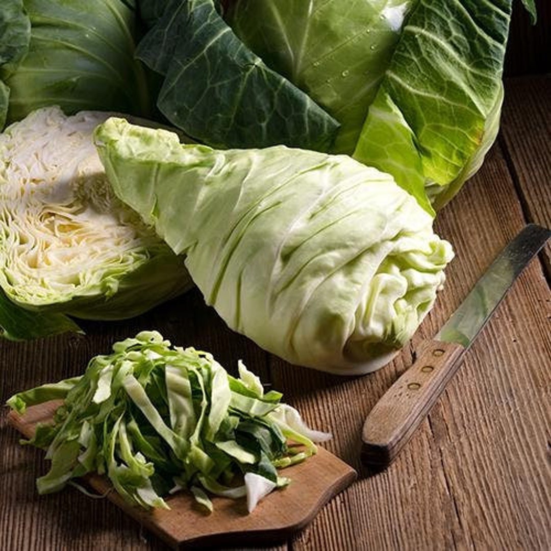 Conehead Cabbage Wheelers Imperial Seeds Pointed Cabbage Etsy Canada