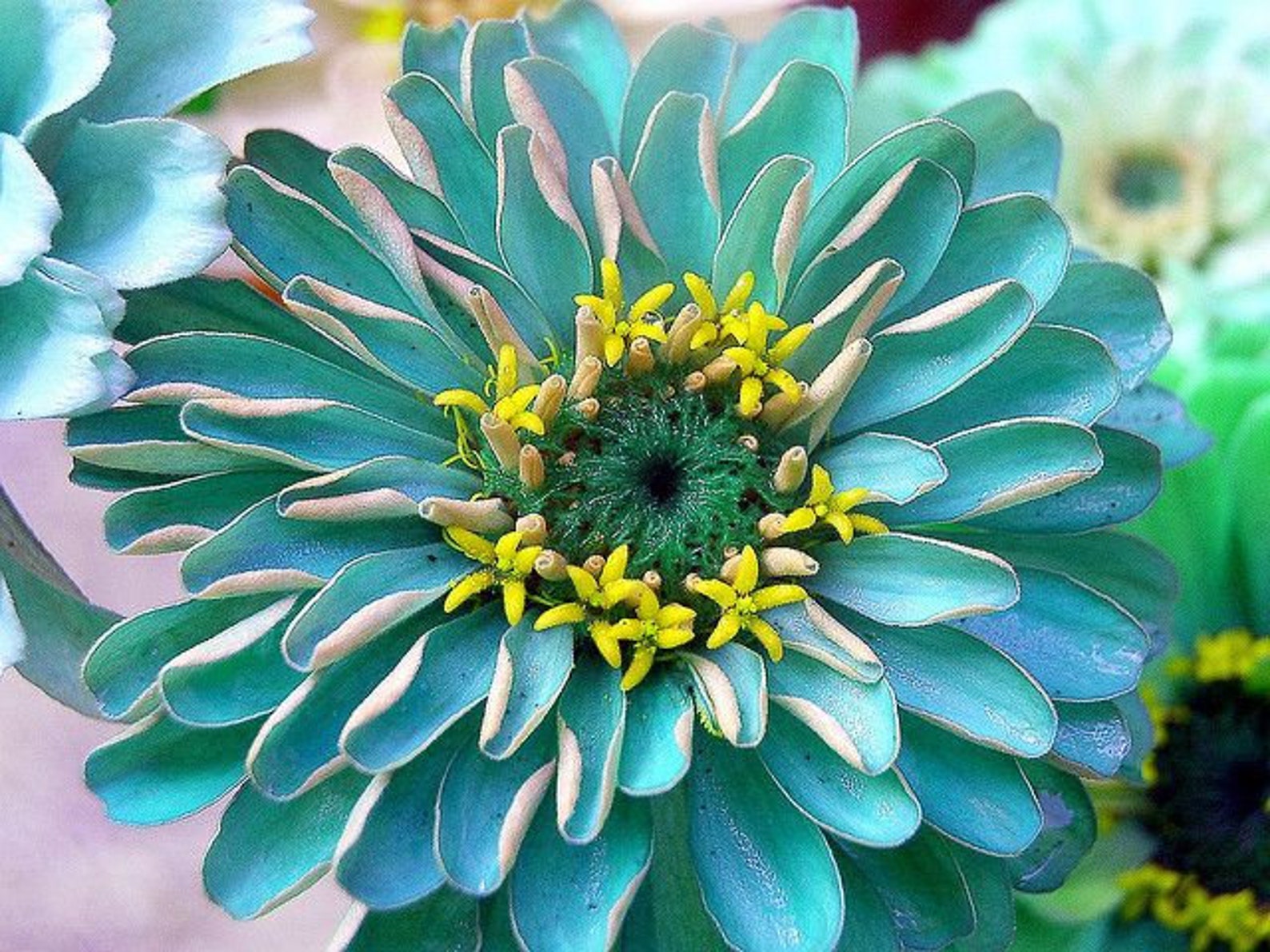 Blue Zinnia Seeds Zinnia haageana Heirloom Zinnia Seeds Etsy