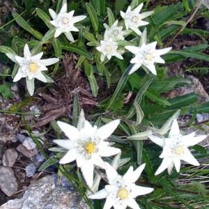Edelweiss Seeds Leontopodium alpinum Alpine Everlasting Flower Lion's Foot Star Glacier Perennial Flower image 4