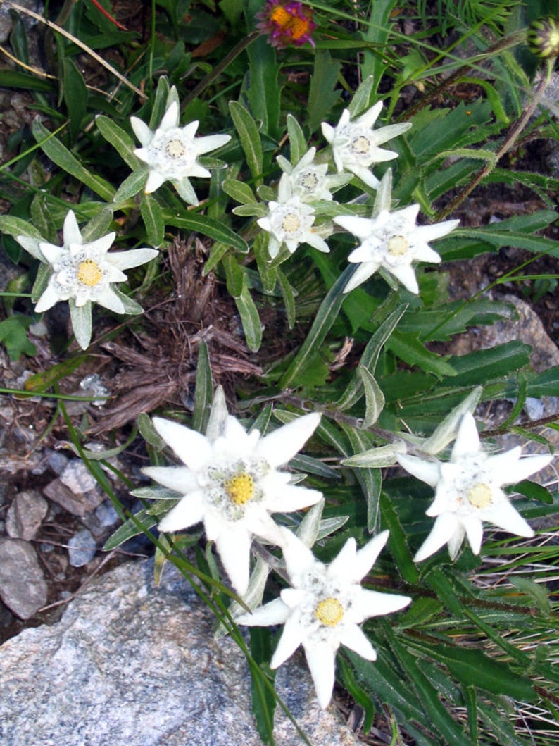 Edelweiss Seeds Leontopodium alpinum Alpine Everlasting Flower Lion's Foot Star Glacier Perennial Flower image 4