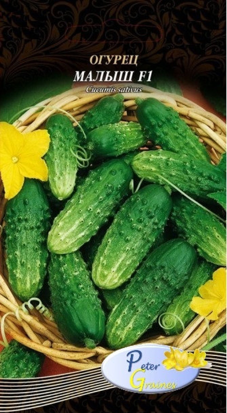 Cucumber Baby F1 Seeds Hybrid Vegetable Seeds High Etsy