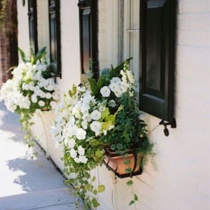 Cascading Petunia White F1 Zaden- Petunia x hybrida - Annual Flower