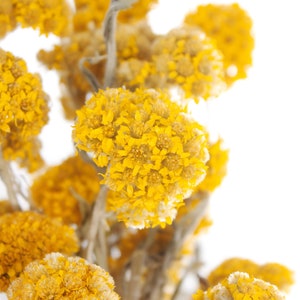Golden Clusters Helipterum Seeds - Everlasting Seeds - Yellow Buttons - Chrysocephalum apiculatum Seeds - Heirloom - Annual Flower Seeds