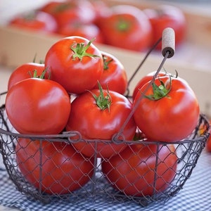 Tomato Seeds - Tomato Fireball - Italian Heirloom  - Vegetable Seeds - NON GMO
