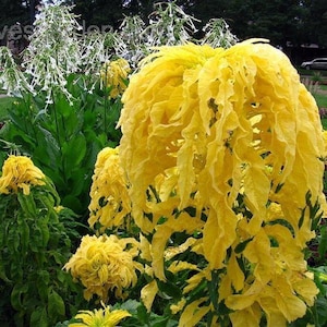 Amaranthus Tricolor Sun Seeds -  Chinese Spinach - Edible amaranth -Joseph&#39;s coat - Bladamarant - Elephant-head Amaranth - Fairy Garden