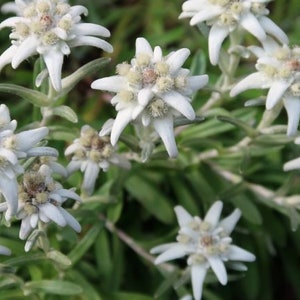 Edelweiss Seeds Leontopodium alpinum Alpine Everlasting Flower Lion's Foot Star Glacier Perennial Flower image 5