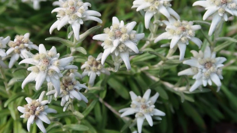 Edelweiss Seeds Leontopodium alpinum Alpine Everlasting Flower Lion's Foot Star Glacier Perennial Flower image 5