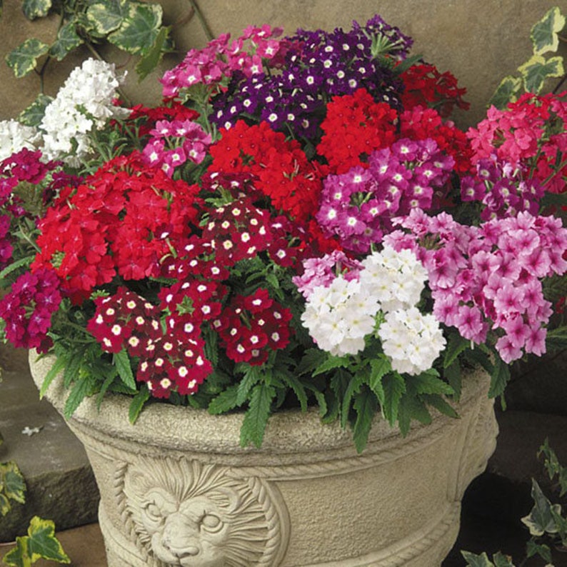 Verbena Hanging Basket Mix Verbena X Hybrida Annual Flower Etsy