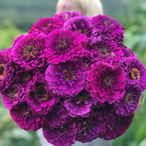 Zinnia Purple Queen Seeds - Zinnia elegans - Annual Flower