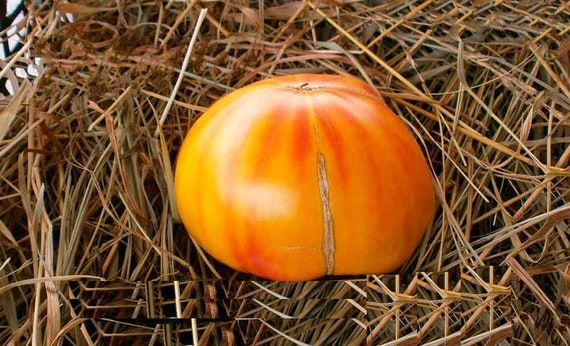 Texas Star Tomato