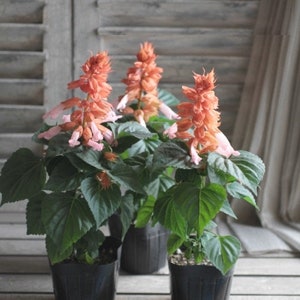 Salvia Seeds - Salmon Salvia Seeds - Sage Salmon Dwarf - Salvia splendens - Annual Flower Seeds