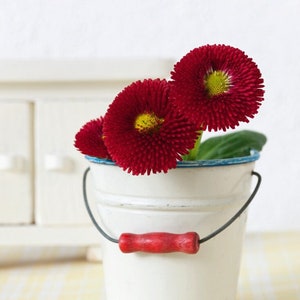 Daisy Seeds - English Daisy Etna- Bellis Perennis Flower Seed - Common Daisy - Bruisewort -Lawn Daisy Seeds - Perennial Flower Seeds