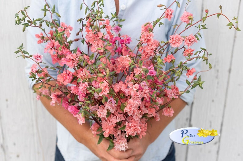 Godetia Seeds Clarkia Elegans Mix Seeds farewell Spring Etsy