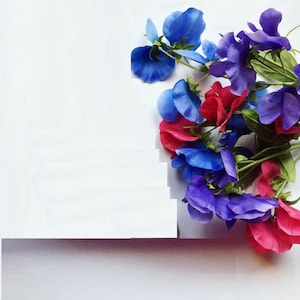 Sweet Pea Sea Flag Seeds – Sweet Pea Seed – Everlasting Sweet Pea - Lathyrus odoratus – Heirloom