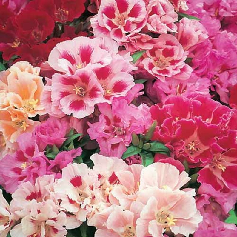 Godetia Seeds Clarkia Elegans Mix Seeds farewell Spring Etsy Canada