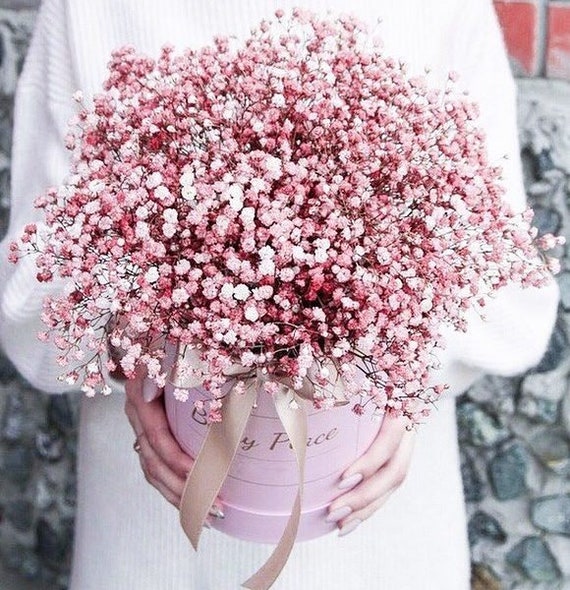 400 Pcs Pink Gypsophila Paniculata Seeds Baby's Breath Graceful Flowers 