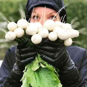 Radish Seeds- White Radish Seeds- Radish Snow Seeds - Vegetable Seeds - Garden Seeds