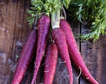 Purple Carrot Night Bird – Hybrid – Gemüsesamen – NON GMO