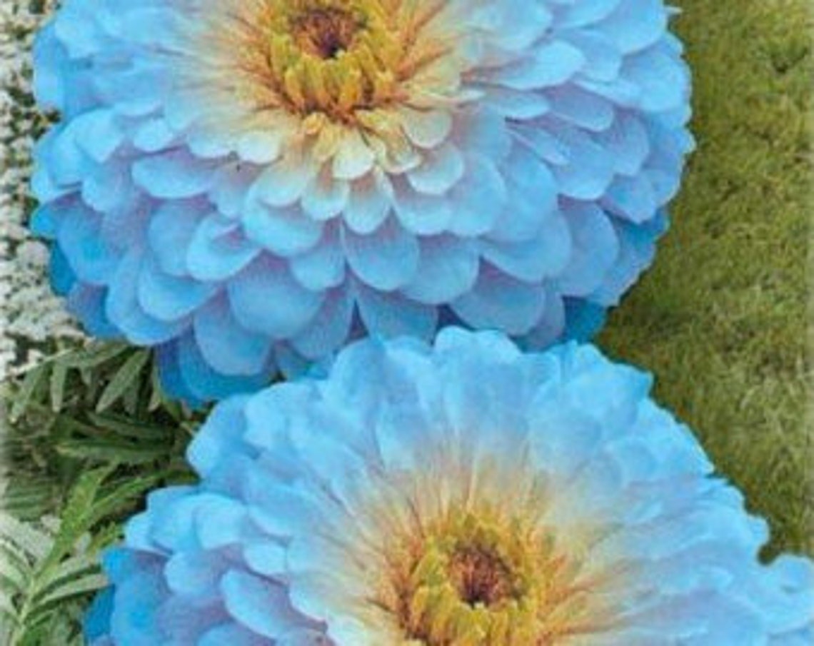 Blue Zinnia Seeds Zinnia haageana Heirloom Zinnia Seeds Etsy