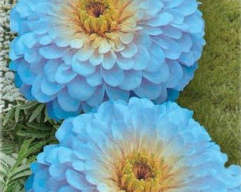 Blue Zinnia Seeds Zinnia haageana Heirloom Zinnia Seeds Etsy