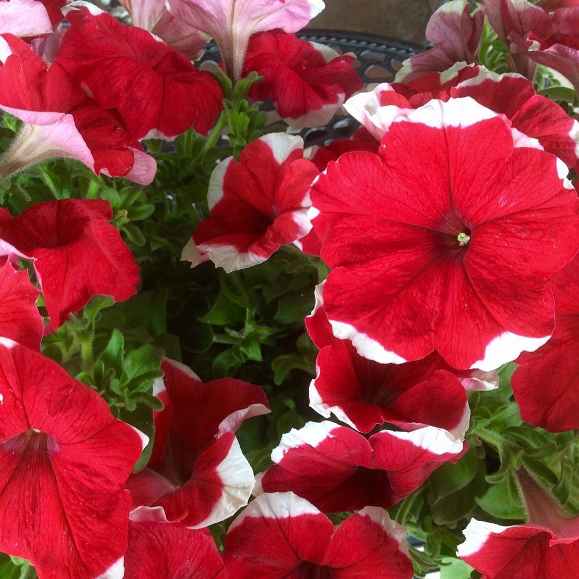 Cascading Petunia Picotee Red Hulahoop Petunia Picotee Red Etsy Australia