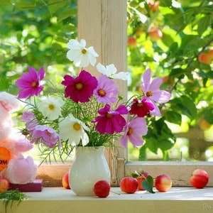 Garden Cosmos Mix Seeds - Cosmos bipinnatus - Annual Flower Seeds - Cosmos Flower Seeds