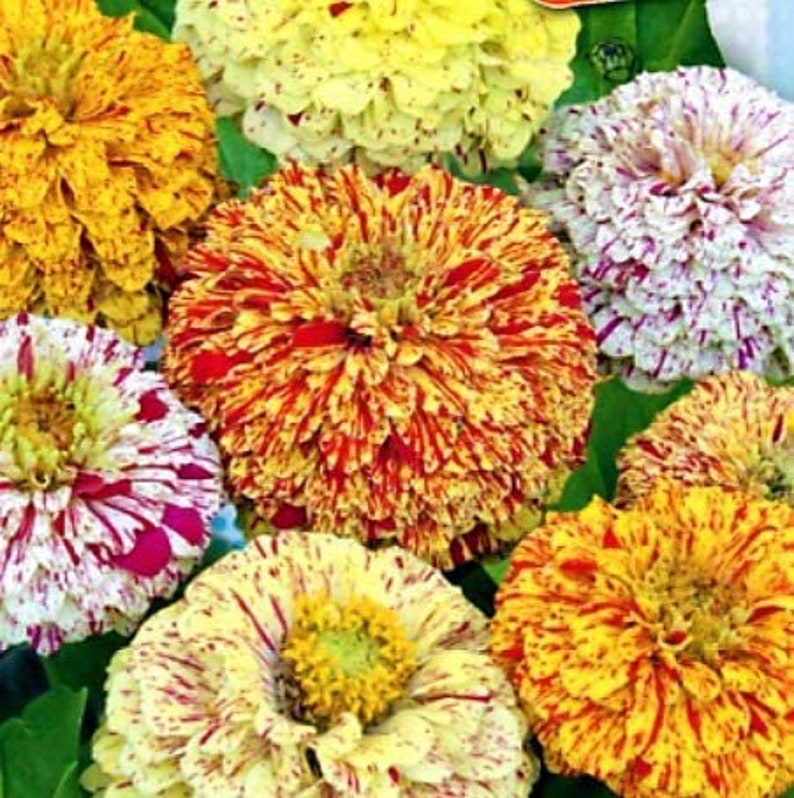 Zinnia Candy Strip Seeds Zinnia Elegans Annual Flower Etsy