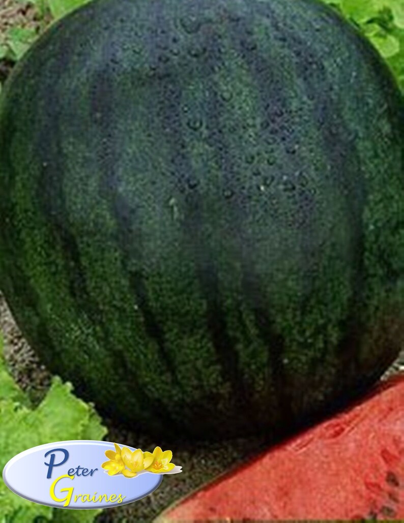 Seeds Watermelon Sugar Baby Russian Heirloom Melon Seed Etsy