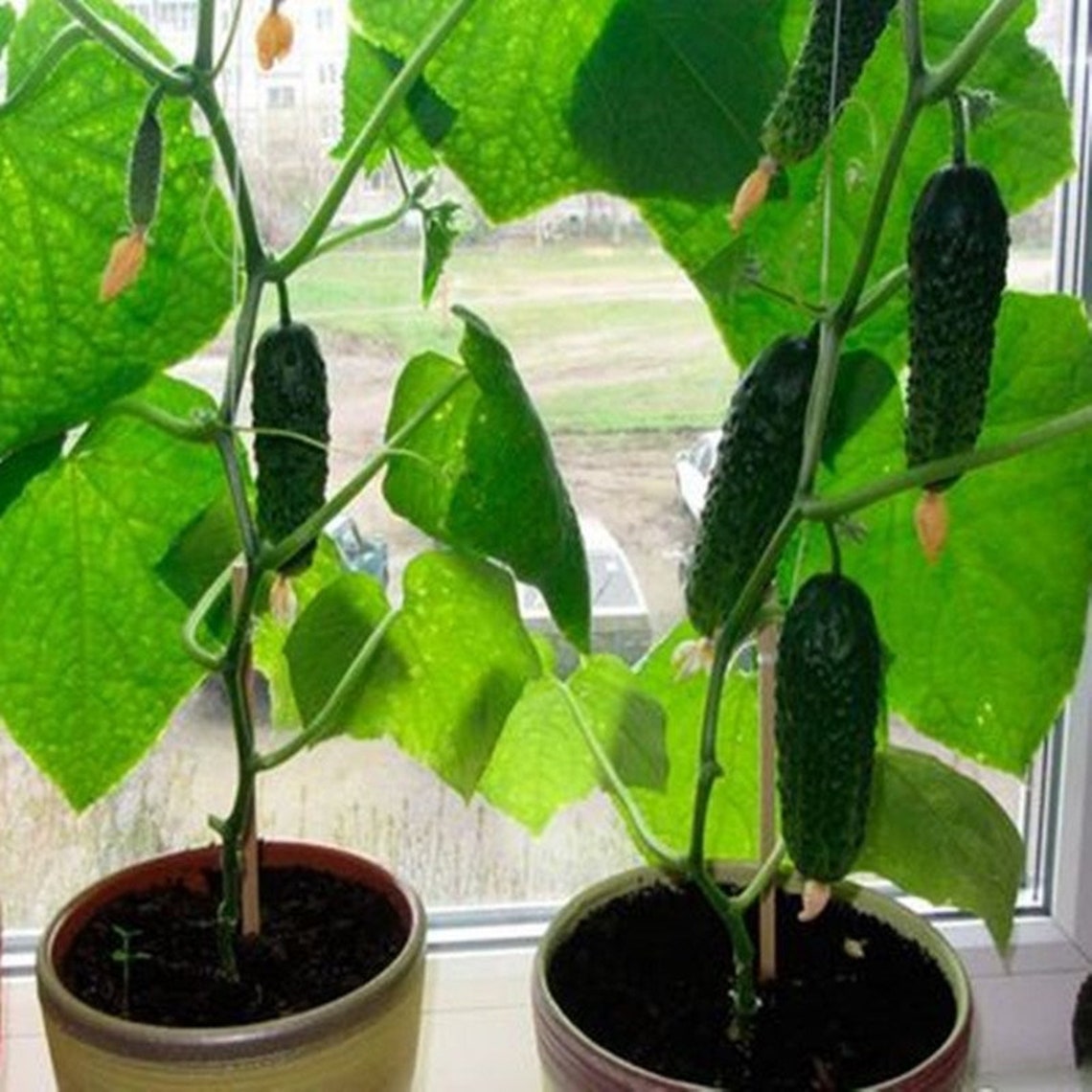 Cucumber Indoor F1 Seeds Hybrid Vegetable Seeds NON GMO Etsy