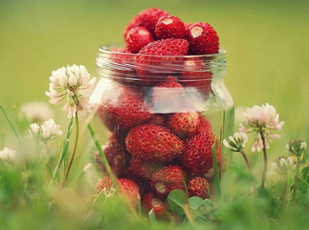 食器 1358 /WILD STRAWBERRY 食器 1358 /WILD STRAWBERRY 1358 WEDGWOOD/WILD STRAWBERRY