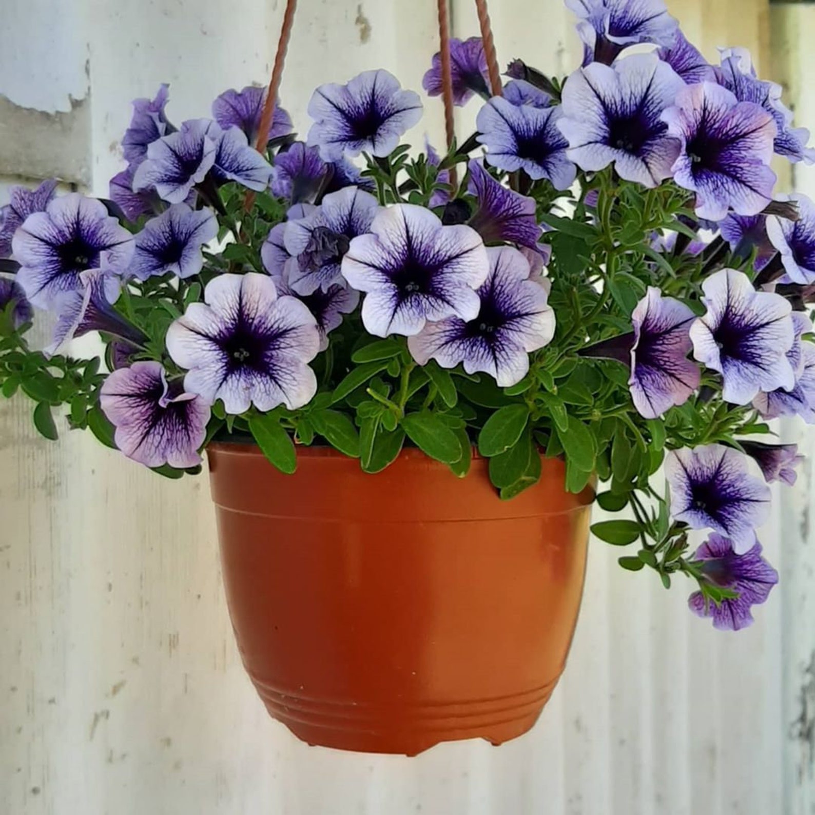 Petunia Grandiflora Daddy Blue F1 Supertunia Seeds Petunia - Etsy UK