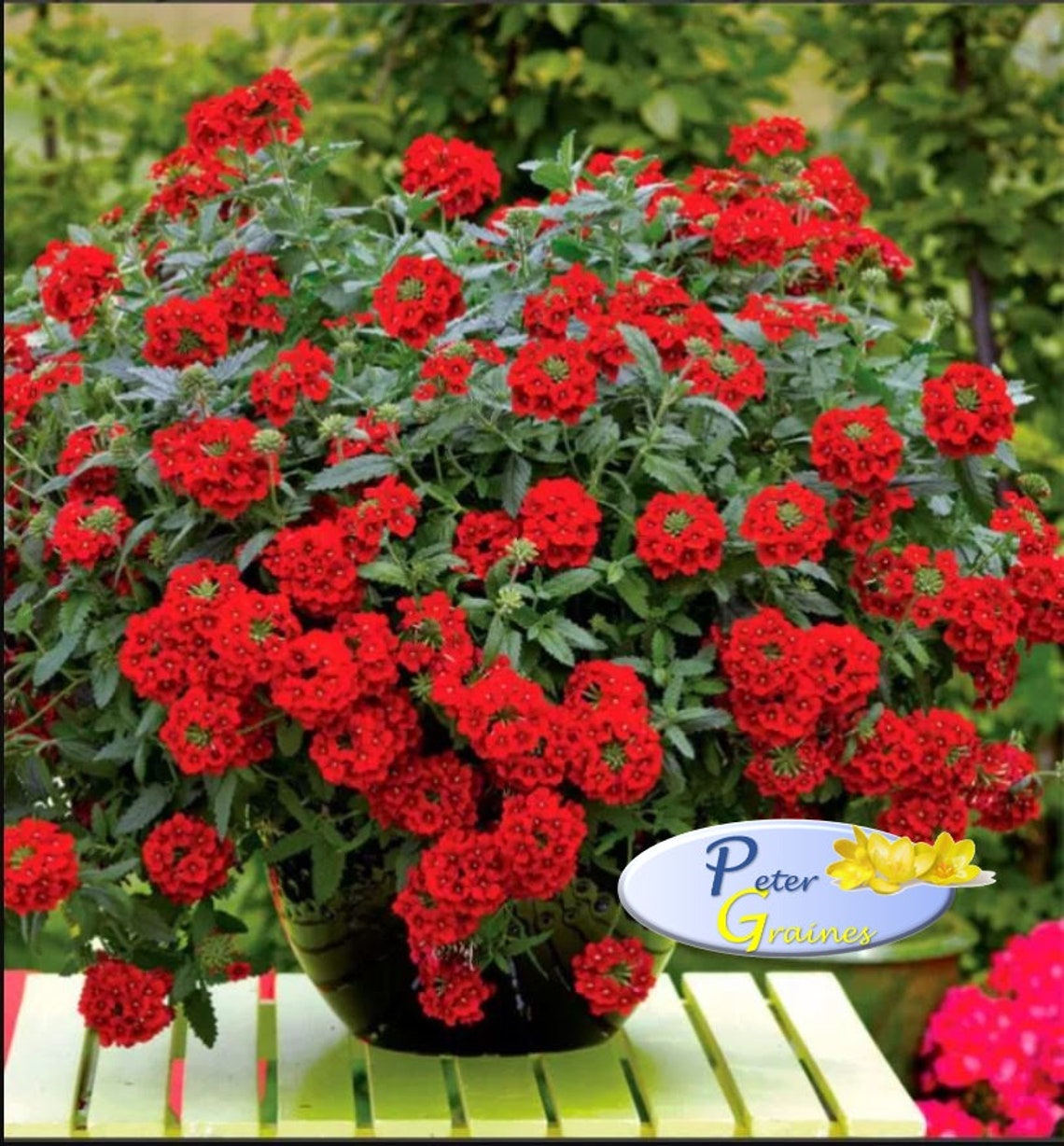 Verbena Hanging Basket Mix Verbena X Hybrida Annual Flower Etsy