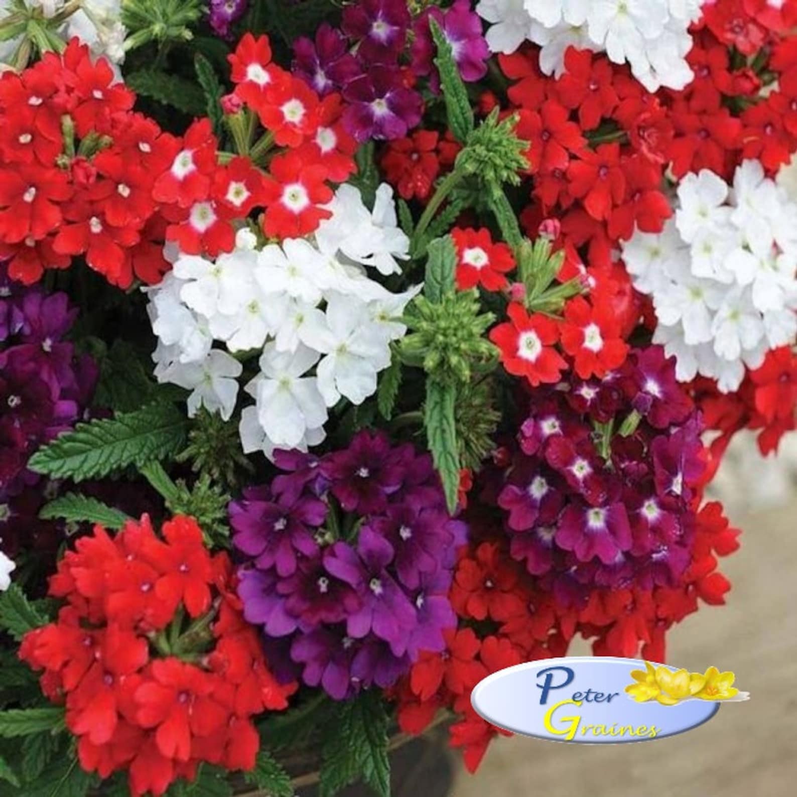 Verbena Hanging Basket Mix Verbena X Hybrida Annual Flower Etsy