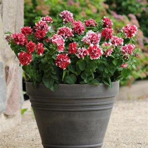 Doppelte Petunia Piruet Rot Weiß F1 - Petunia x Hybrida - Einjährige Blumensamen