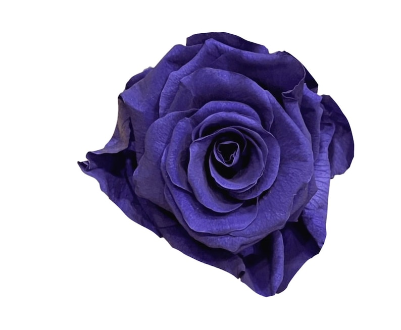 Puede incluir: Primer plano de una rosa &iacute;ndigo oscuro completamente florecida sobre un fondo blanco. Los p&eacute;talos de la rosa est&aacute;n fuertemente enrollados en el centro, abri&eacute;ndose gradualmente hacia afuera. Los p&eacute;talos tienen una textura aterciopelada.