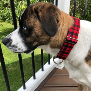 May include: A brown and white dog with blue eyes wearing a red and black checked dog collar.