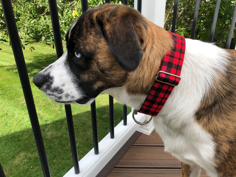 May include: A brown and white dog with blue eyes wearing a red and black checked dog collar.