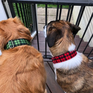 May include: Two dogs wearing plaid collars, one with a green and black plaid collar and the other with a red and black plaid collar. The dogs are standing on a wooden deck with a black metal gate behind them.